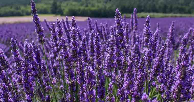 LAVANDA